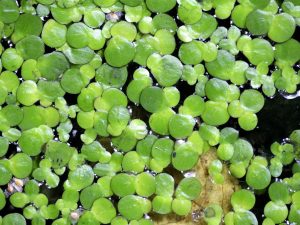 Petite Lentille d'eau