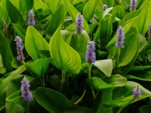 Pontédérie à feuilles en cœur