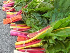 Rhubarbe 'Canada Red'