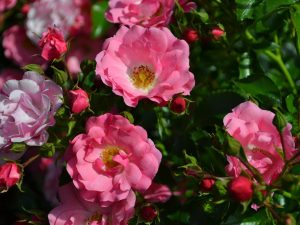 Rosier Flower Carpet Pink sur tige