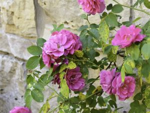 Rosa 'John Cabot'
