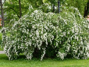 Spiraea nipponica 'Snowmound'