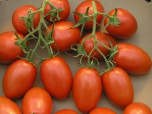 Tomate Roma (Italienne rouge)