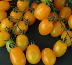 Tomate jaune prune