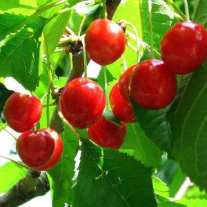 Cerisier sucré Lapins