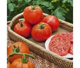 Tomate Fantastique Rouge