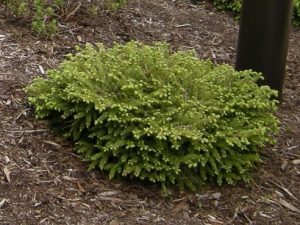 Picea abies nidiformis