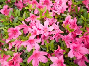 Rhododendron 'Weston's Parade'