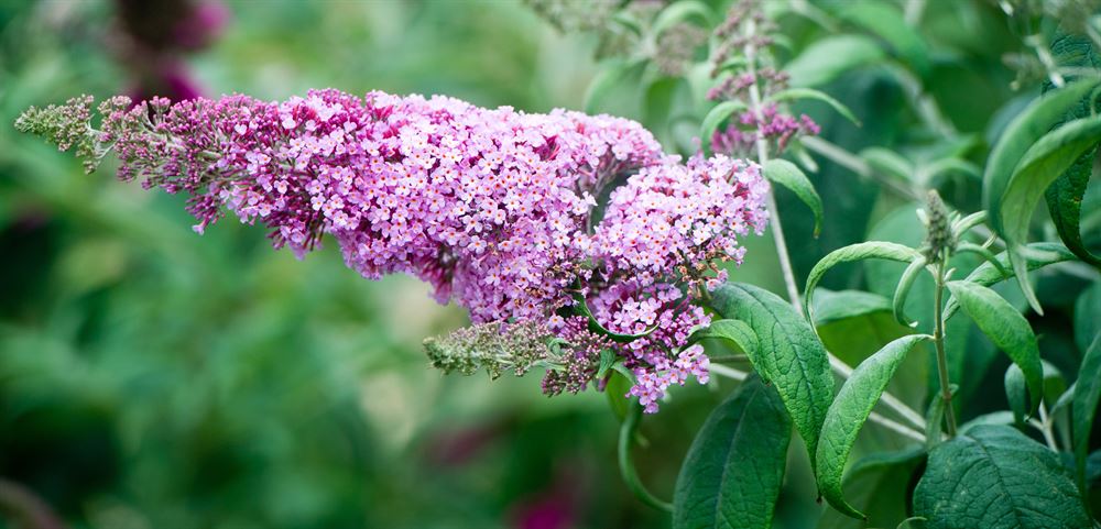 Buddleja 'Pugster Pink'