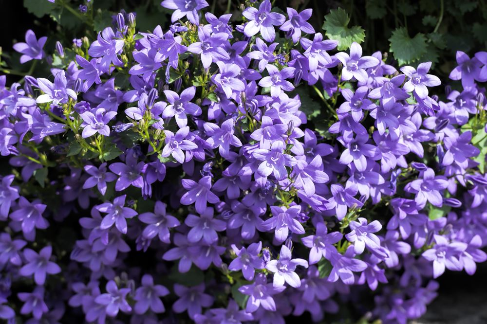 Campanula muralis