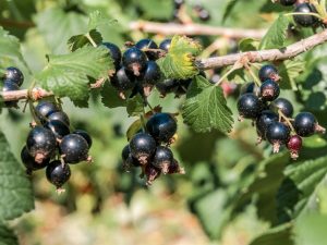 Ribes nigrum 'Titania'
