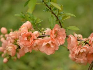 Chaenomeles speciosa 'Geisha Girl'