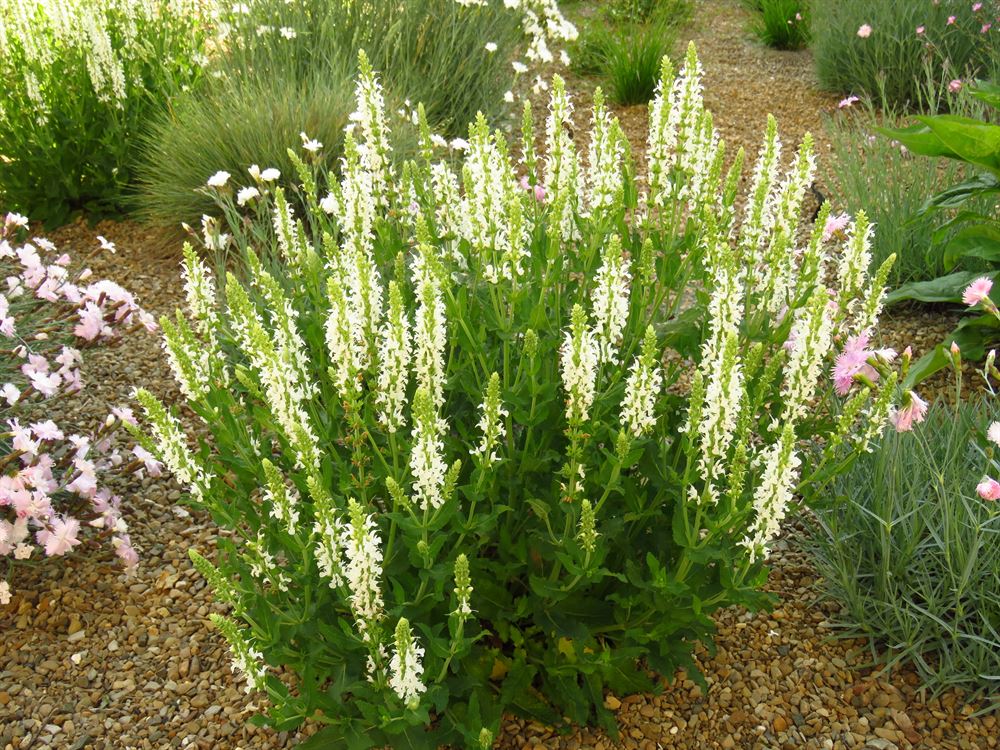 Clethra alnifolia 'Vanilla Spice'