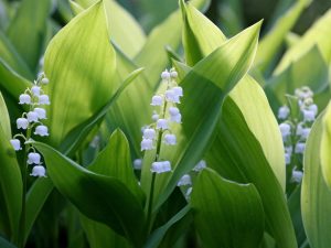Convallaria majalis