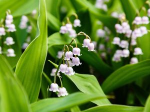 Convallaria majalis 'Rosea'