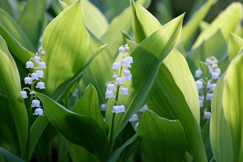 Convallaria majalis