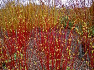 Cornus stolonifera 'Artic Fire'