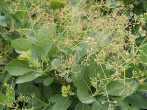 Cotinus coggygria 'Young Lady'