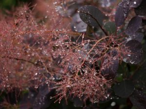Cotinus coggygria 'Winecraft Black'