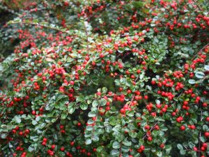 Cotoneaster dammeri 'Coral Beauty'