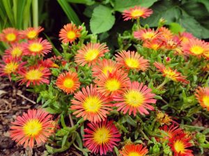 Delosperma 'Wheels of Wonder Fire'