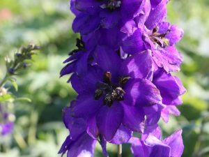 Delphinium Pacific 'Black Knight'