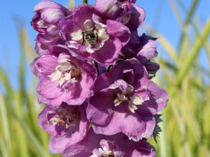 Delphinium Pacific Giant 'Astolat'
