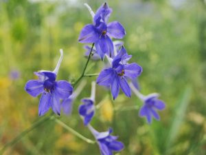 Delphinium grandiflorum 'Blue Butterfly'