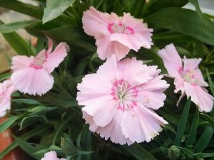 Dianthus 'Georgia Peach Pie'