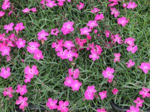 Dianthus Kahori