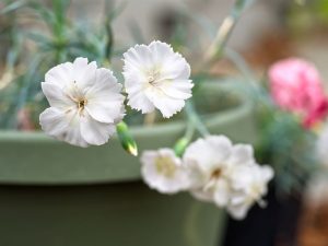 Dianthus 'Key Lime Pie'