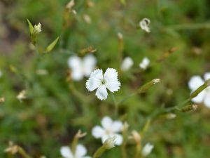 Dianthus deltoides 'Albus'