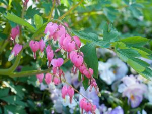 Dicentra formosa 'Luxuriant'