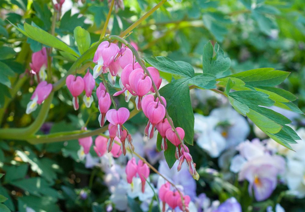 Dicentra formosa 'Luxuriant'