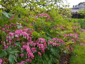 Dicentra spectabilis