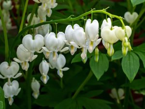 Dicentra spectabilis 'Alba'