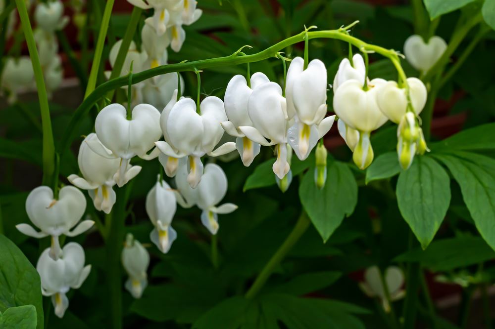 Dicentra spectabilis 'Alba'