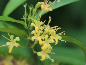 Diervilla sessifolia 'Butterfly'
