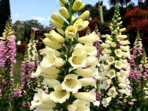 Digitalis purpurea 'Foxy'