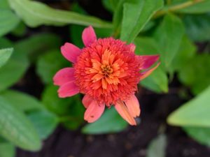 Echinacea 'Double Scoop Cranberry'
