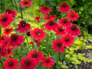 Echinacea 'Kismet Red'