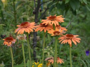 Echinacea 'Supreme Cantaloupe'