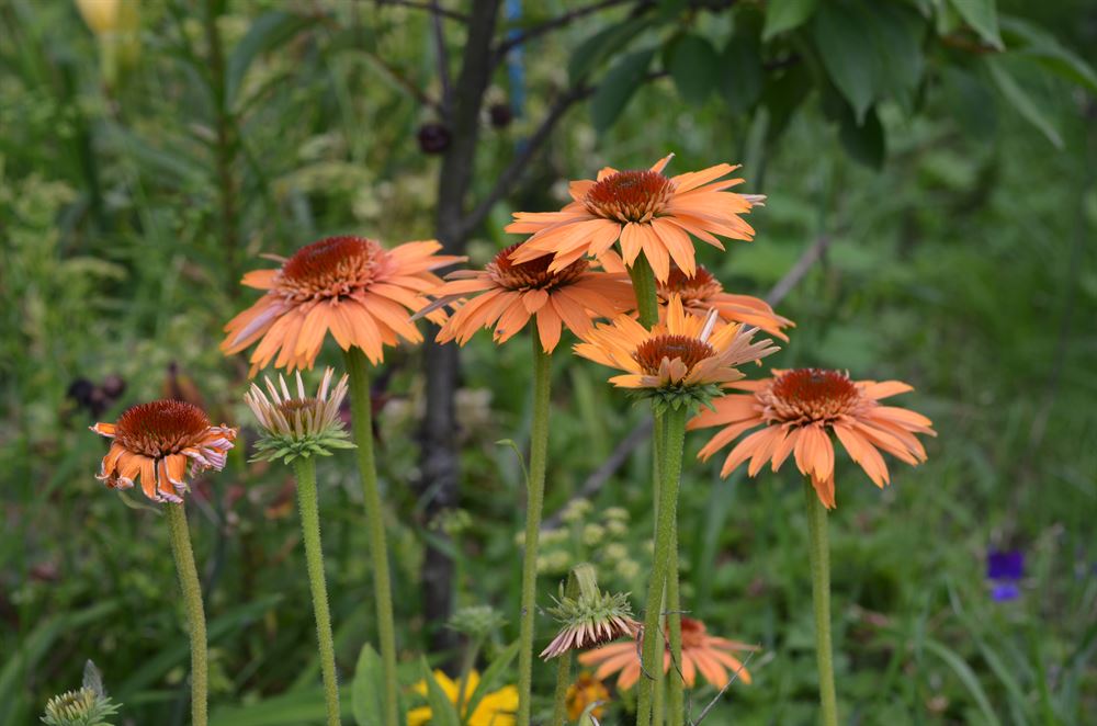 Echinacea 'Supreme Cantaloupe'
