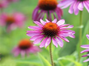 Echinacea purpurea 'Ruby Star'