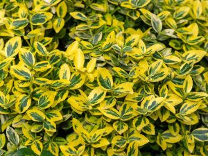 Euonymus fortunei 'Emerald 'n Gold'