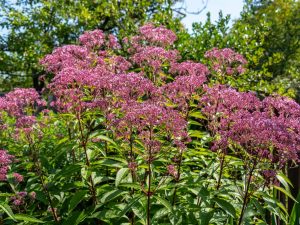 Eupatorium Purpureum