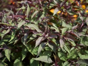Eupatorium chocolate