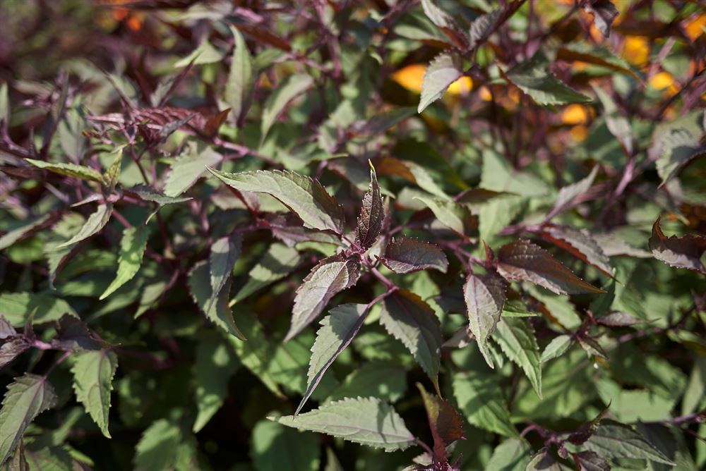 Eupatorium chocolate