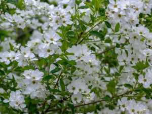 Exochorda 'Snow Day Surprise'