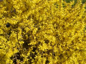 Forsythia 'Courtasol'